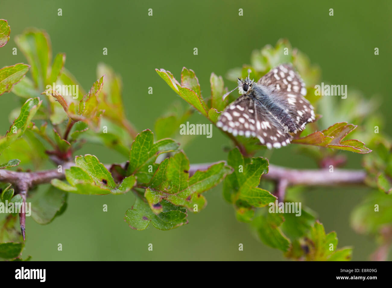 Pyrgus malvae Grizzled Skipper, imago, se prélassant sur des rameaux d'aubépine, Warren Dolebury, Somerset, Royaume-Uni en mai. Banque D'Images