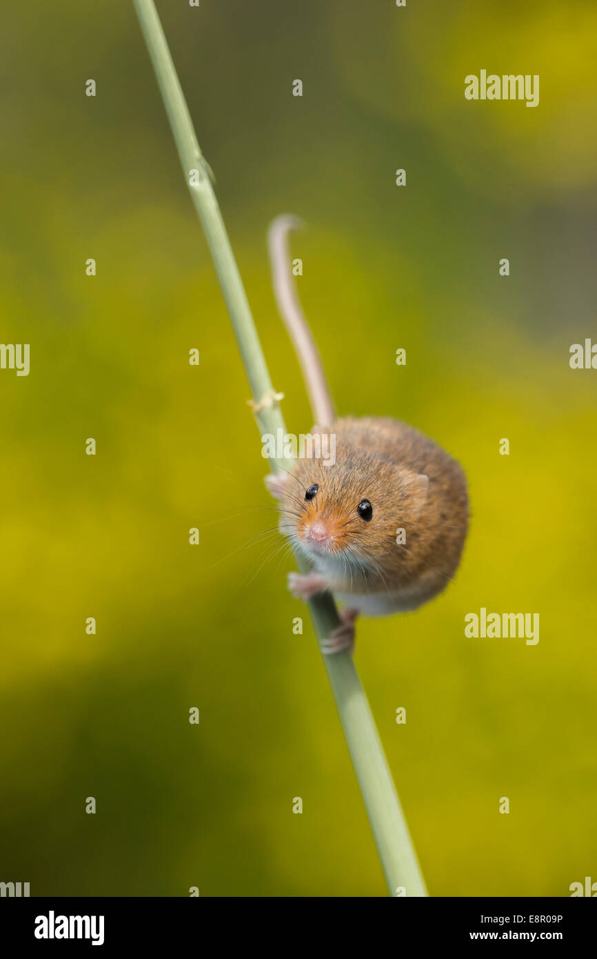 Micromys minutus souris eurasien (captive), la tige du blé, escalade, Solihull, West Midlands, en avril. Banque D'Images