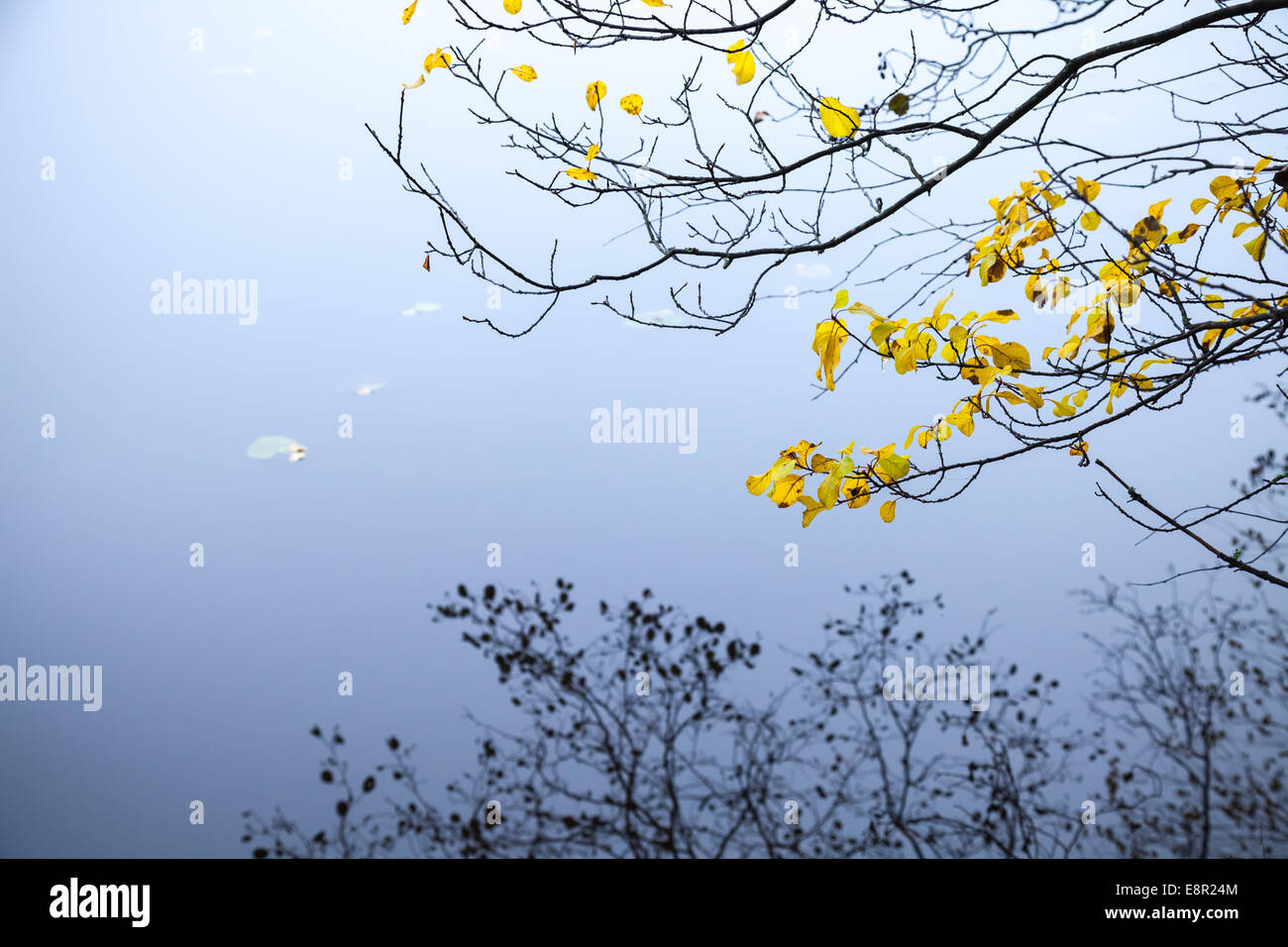 Les feuilles jaunes d'automne sur les branches d'arbre avec des reflets dans l'eau froide du lac encore bleu Banque D'Images