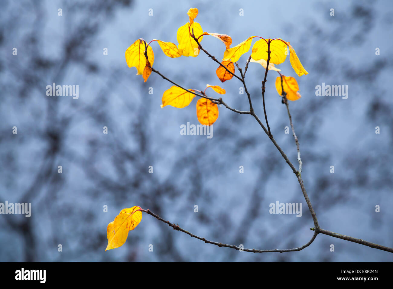 Les feuilles jaunes d'automne sur les côtes de l'arbre avec les reflets dans l'eau froide du lac encore bleu Banque D'Images