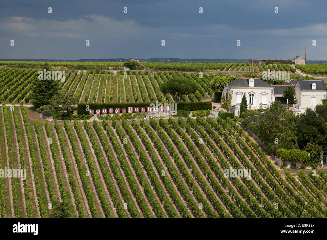 Rangées de vignes dans un vignoble à Chinon, dans la vallée de la Loire France Banque D'Images