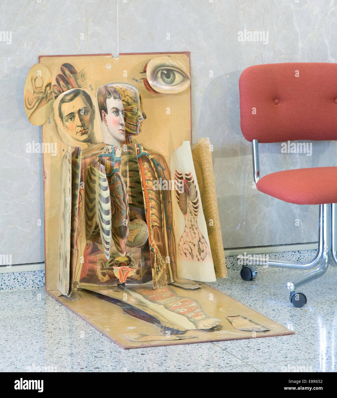 Une carte anatomique chromolithographique grandeur nature datant d'environ 1886, illustrant l'anatomie humaine avec des vues en coupe détaillées du corps. Le tableau comprend des volets articulés pour révéler les organes et les muscles internes, mettant en valeur les progrès médicaux dans l'éducation. Banque D'Images