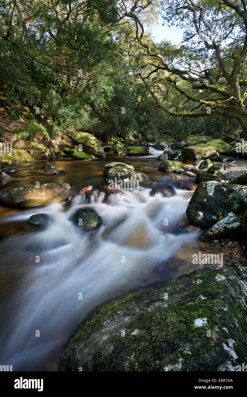 La rivière Plym circulant dans Dewerstone woods à Dartmoor, dans le Devon Banque D'Images