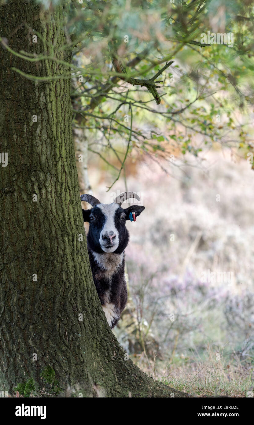 Le mouton de Jacob qui est une ancienne race d'ovins à être introduit dans la lande de maintenir ce milieu naturel. Banque D'Images