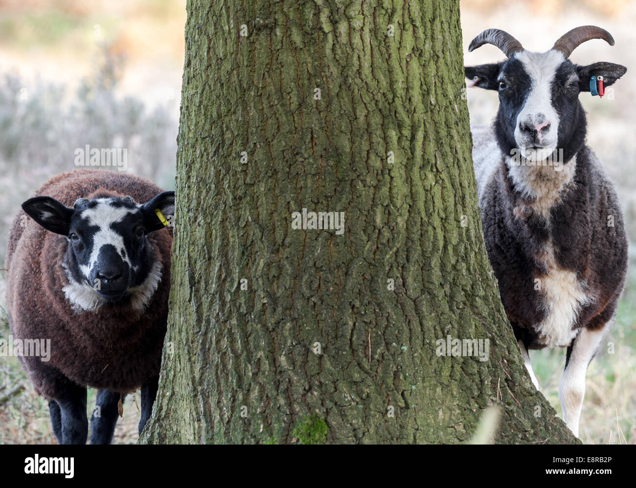 Le mouton de Jacob qui est une ancienne race d'ovins à être introduit dans la lande de maintenir ce milieu naturel. Banque D'Images