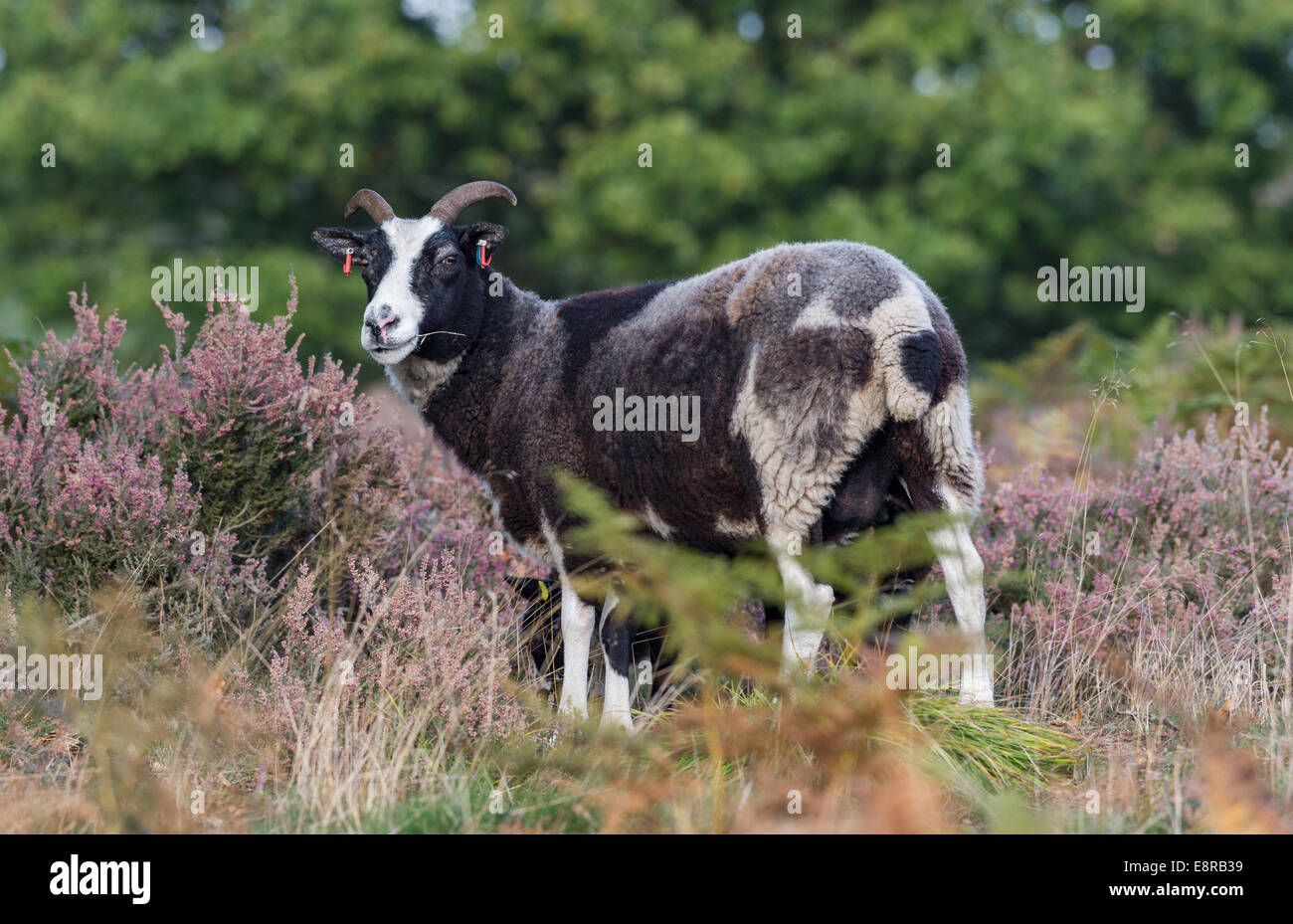 Le mouton de Jacob qui est une ancienne race d'ovins à être introduit dans la lande de maintenir ce milieu naturel. Banque D'Images