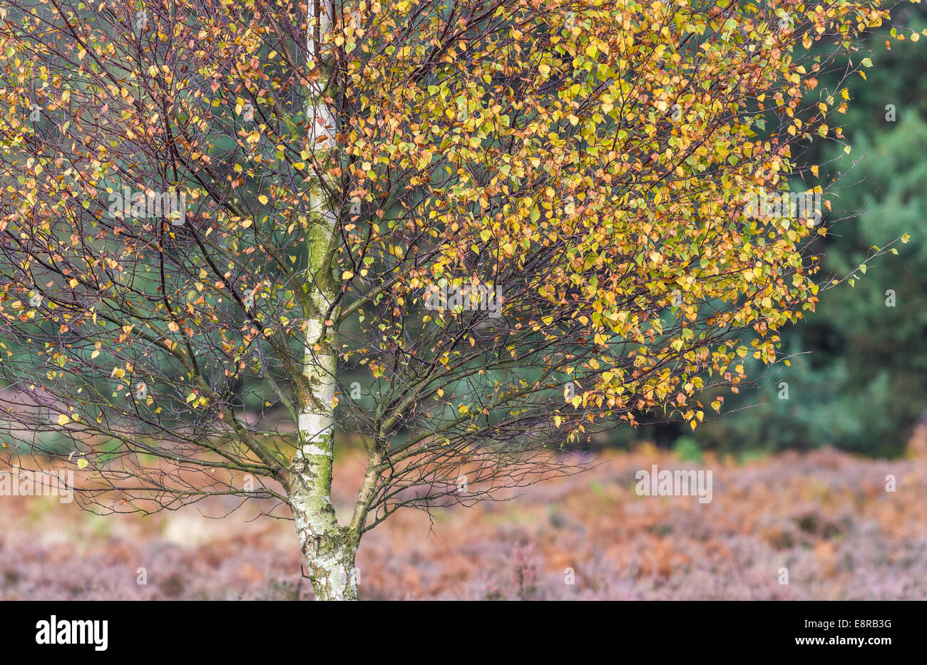 Petit avec des feuilles de bouleau d'argent dans leurs couleurs d'automne. Banque D'Images