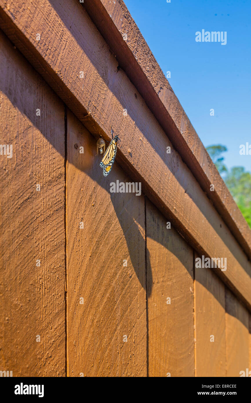Un papillon sort de la chrysalide qui était accroché sur une barrière en bois. Banque D'Images Un papillon sort de la chrysalide qui était accroché sur une barrière en bois. Banque D'Images