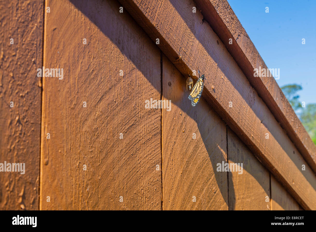 Un papillon sort de la chrysalide qui était accroché sur une barrière en bois. Banque D'Images Un papillon sort de la chrysalide qui était accroché sur une barrière en bois. Banque D'Images