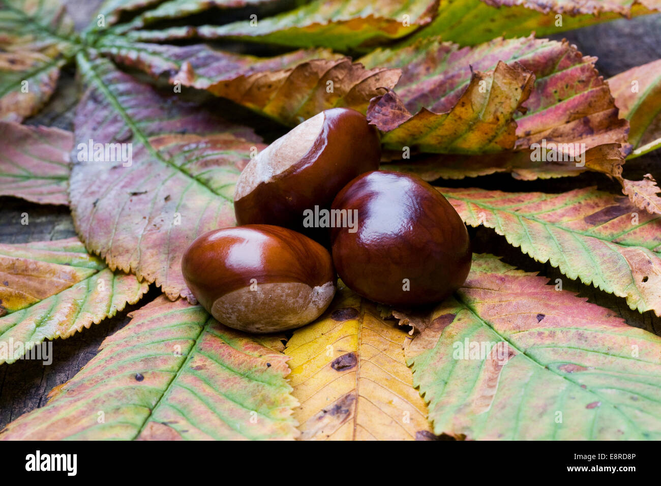 Aesculus hippocastanum. Cheval trois châtaignes sur feuilles. Banque D'Images
