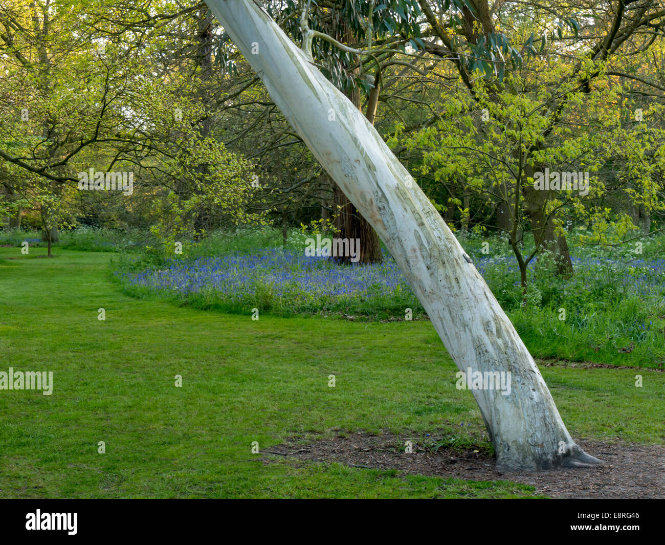 L'Europe, Royaume-Uni, Angleterre, Londres, eucalyptus Kew Gardens Banque D'Images