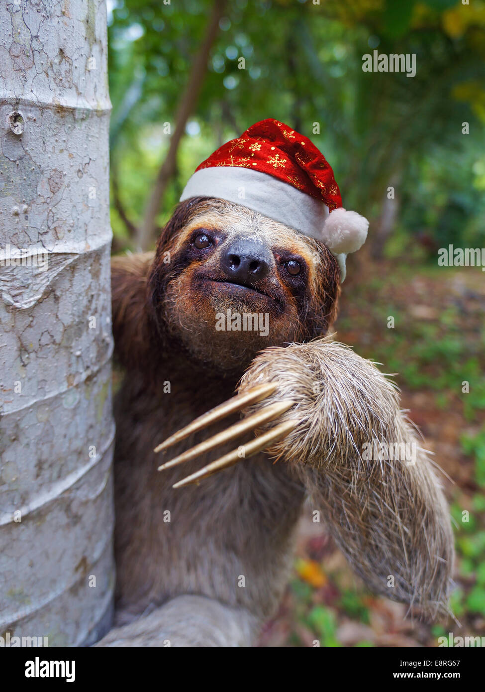 Animaux de Noël, portrait d'un paresseux wearing a santa hat Banque D'Images