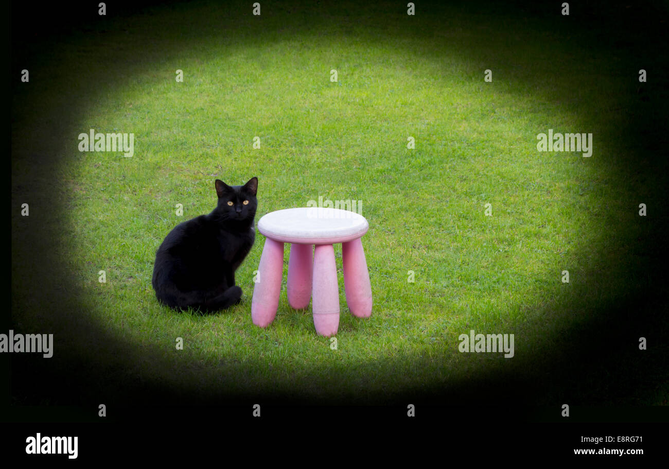 Black Cat est assis avec tabouret rose Banque D'Images