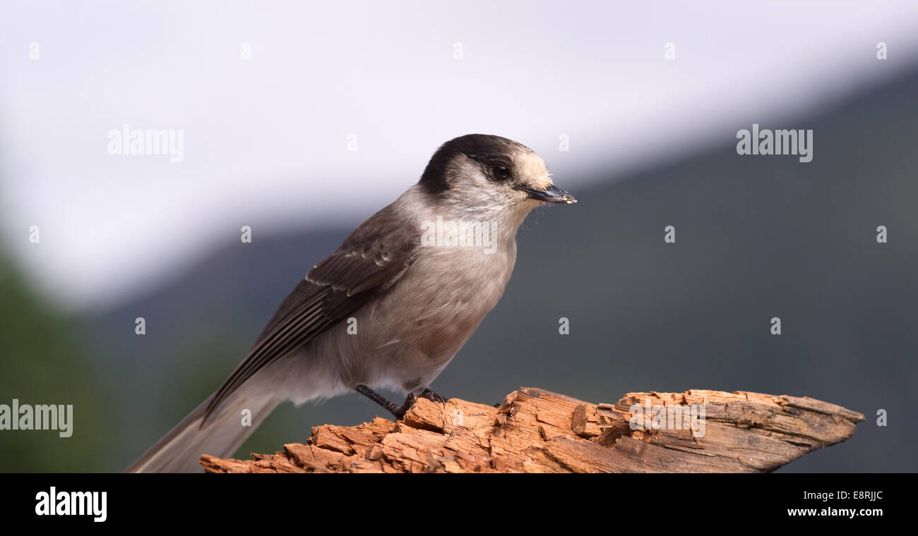 Geai gris Whiskey Jack l'observation des oiseaux de la faune animale Banque D'Images