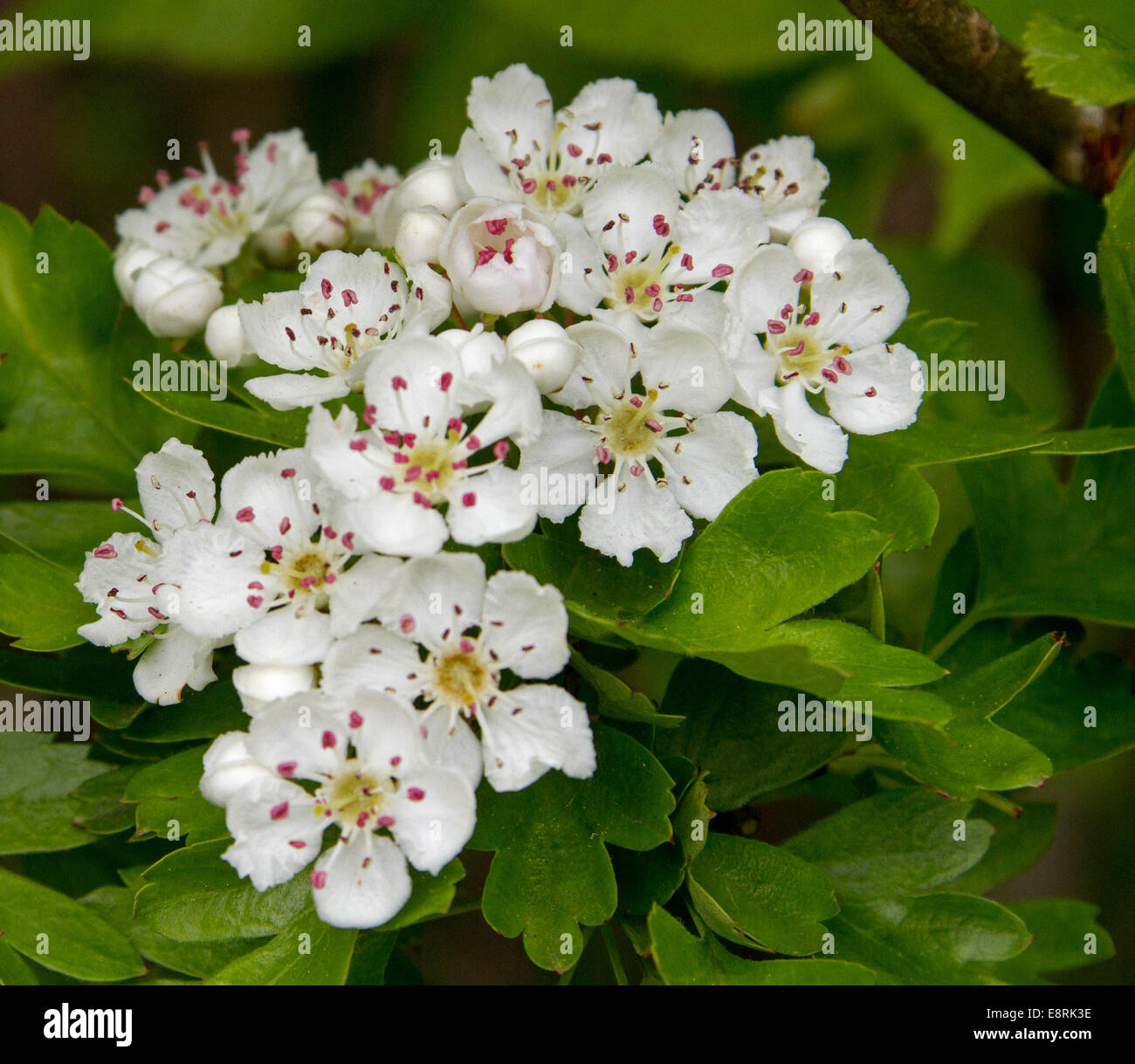 Grappe De Fleurs Blanches Parfumées Et Feuilles Démeraude D