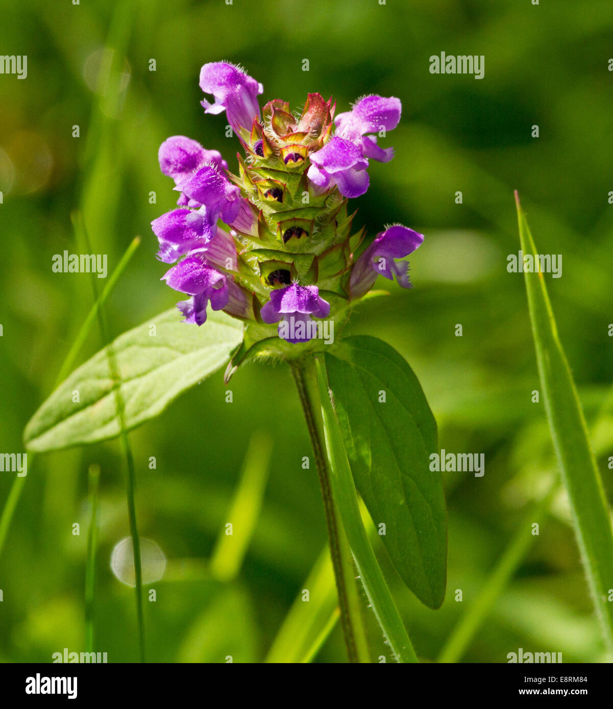 En fleurs sauvages, fleurs violettes et vertes feuilles de s'auto-guérir, Prunella vulgaris, contre un arrière-plan vert Banque D'Images