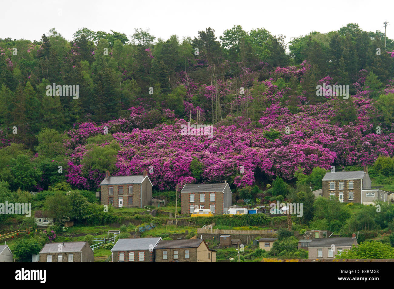 De vastes étendues de fleurs pourpre Rhododendron ponticum, arbuste, colonisent les forêts indigènes à côté de chalets de ville du Pays de Galles Banque D'Images