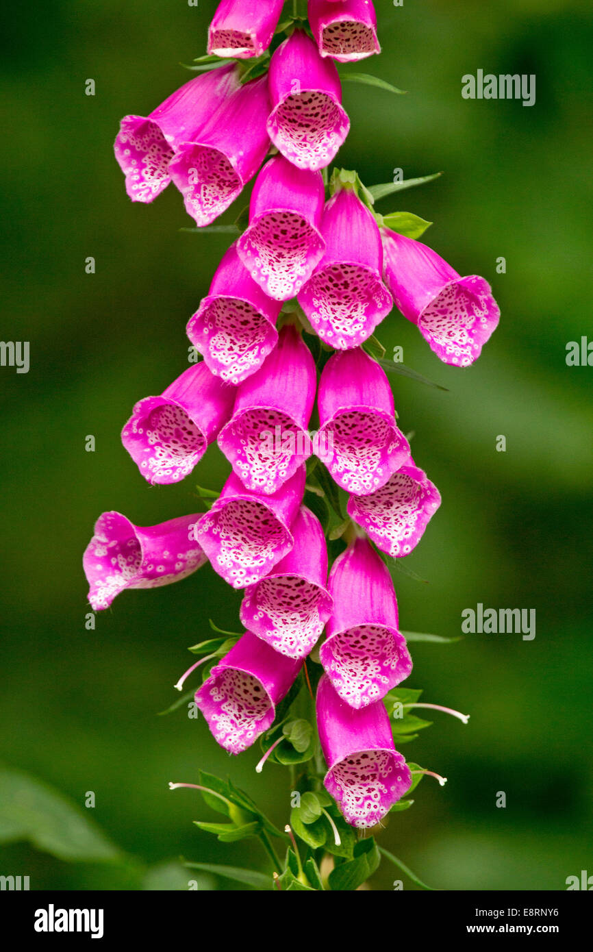 Grand épi de fleurs rose vif de digitales, Digitalis purpurea, de superbes fleurs sauvages britannique, contre fond vert sombre Banque D'Images