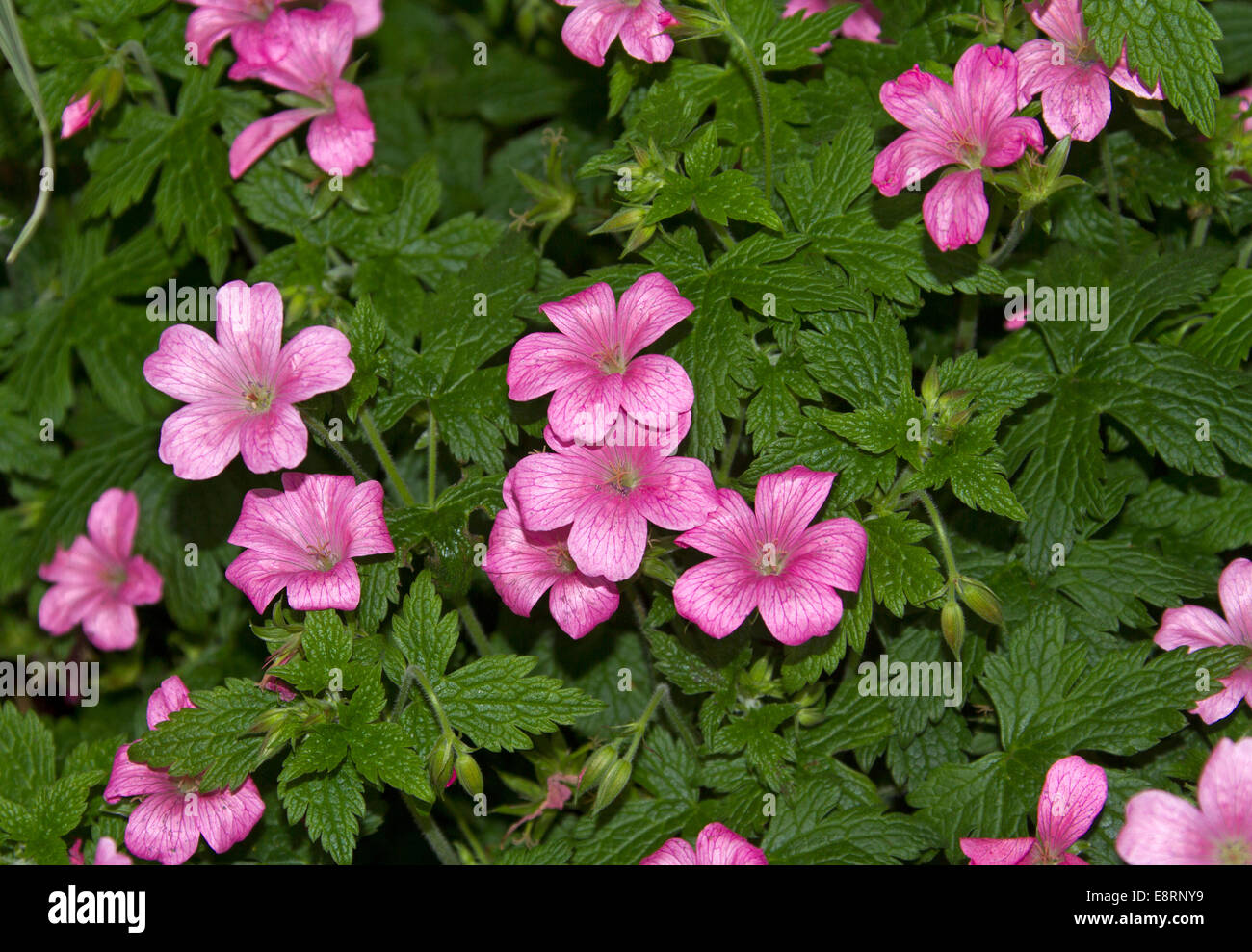 Grappe de fleurs sauvages britannique rose vif, Geranium robertianum, grues de loi, avec fond de feuillage vert émeraude Banque D'Images