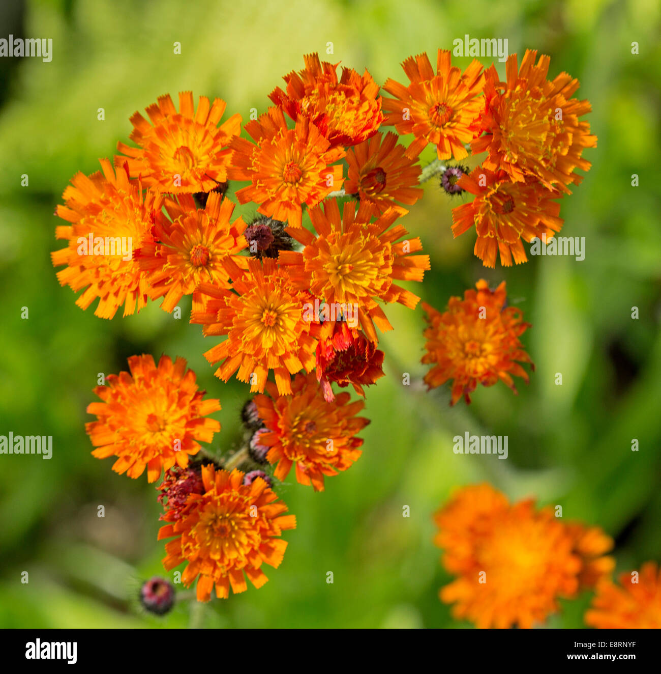 Grappe de fleurs orange vif, Pilosella aurantiaca, Fox et louveteaux / Orange l'épervière contre un arrière-plan vert près de Pitlochry en Ecosse Banque D'Images