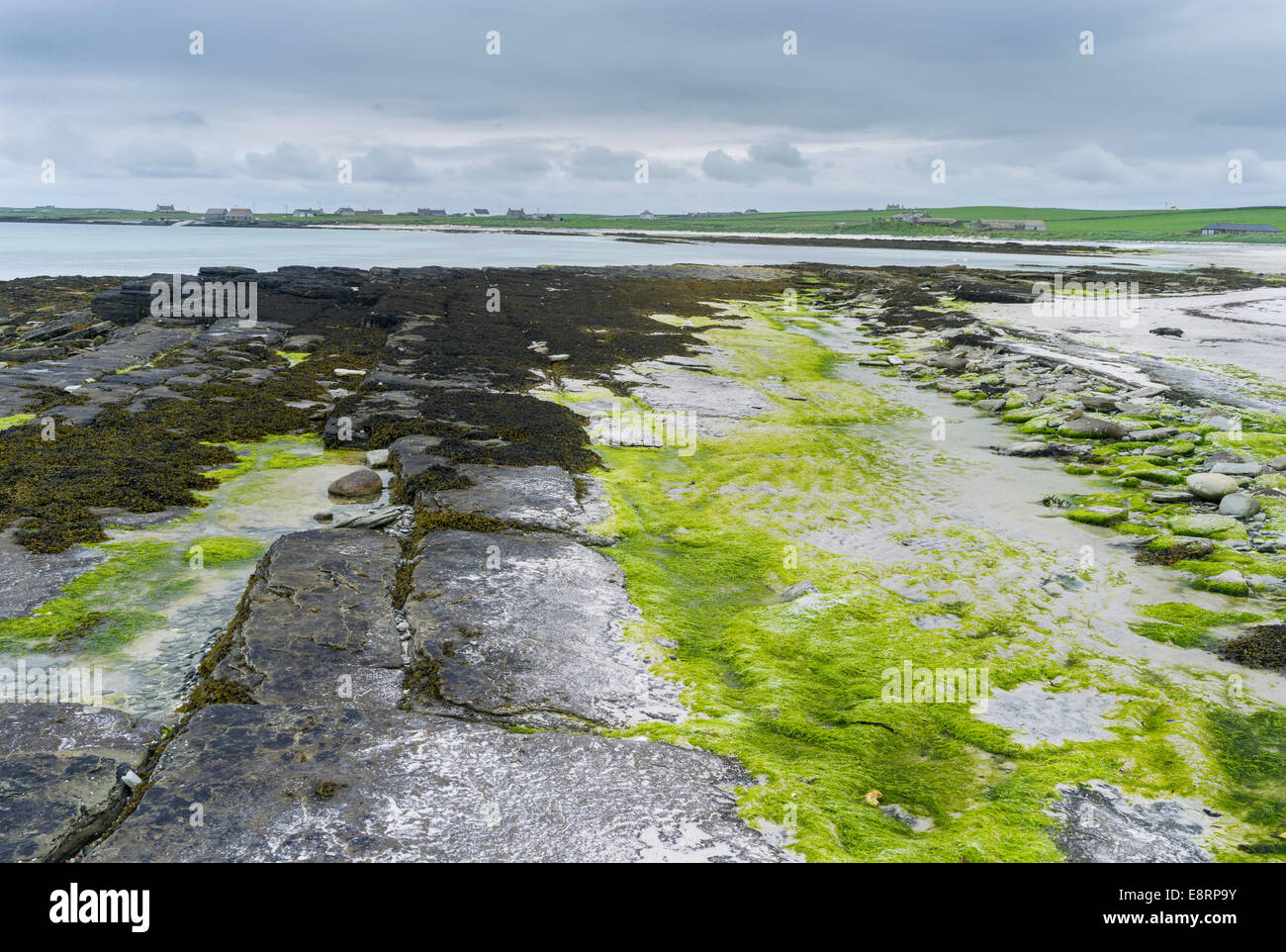 Paysage côtier sur Papa Westray, une petite île de l'archipel des Orcades, îles Orcades, en Écosse. Banque D'Images