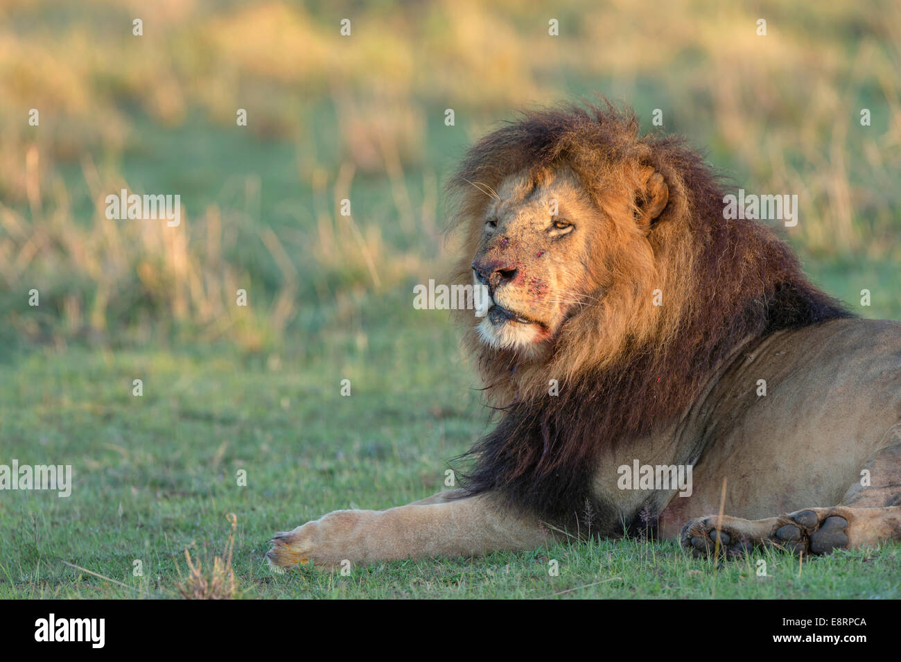 Lion à crinière noire fixant après avoir mangé à sa faim. A du sang autour de sa bouche. Banque D'Images