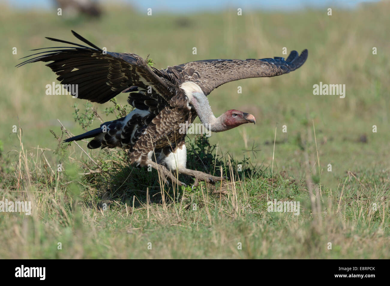 Ruppell's Griffon Vulture entrant pour un atterrissage avec ailes déployées Banque D'Images