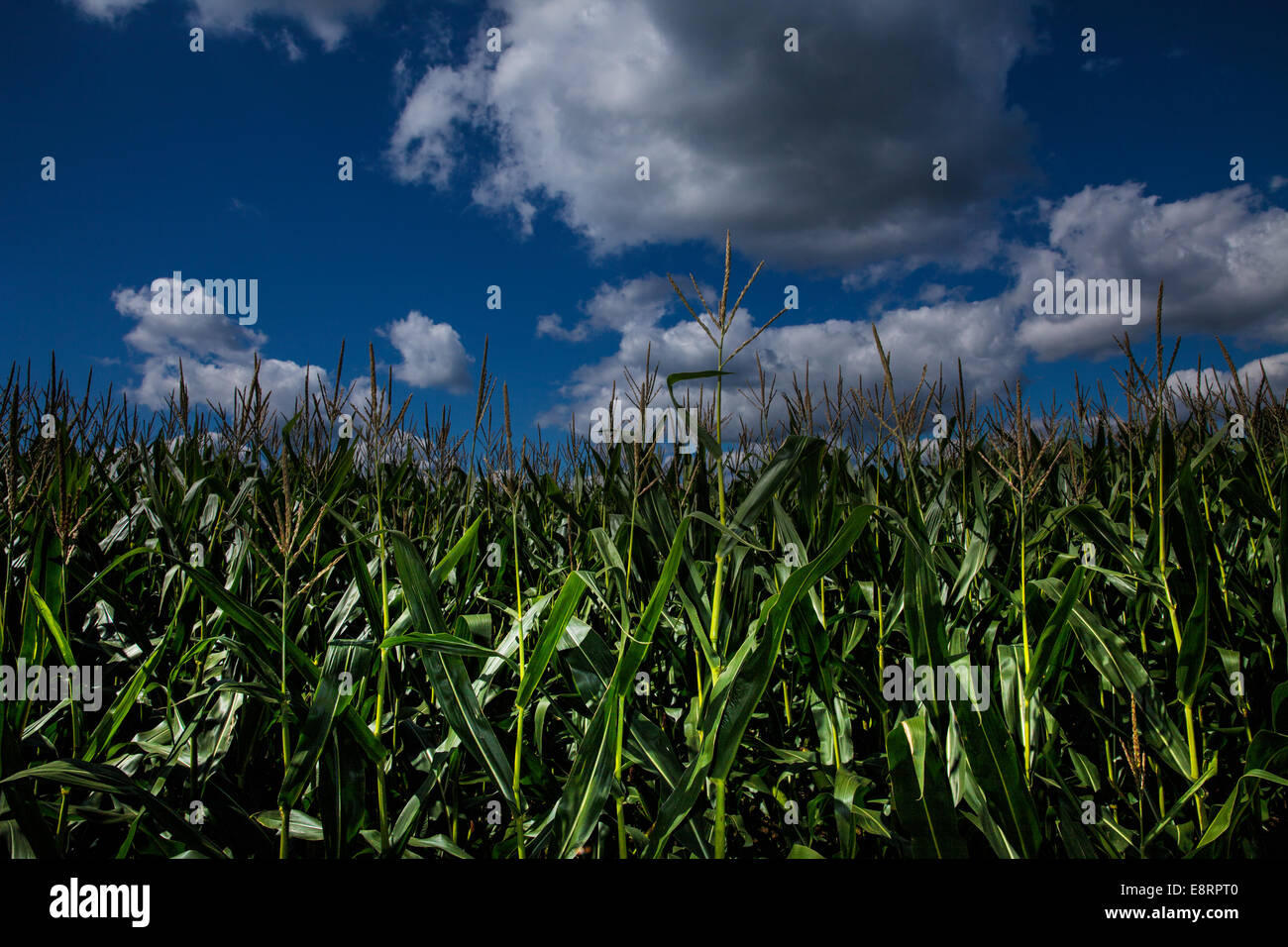Cornfield, New England Banque D'Images