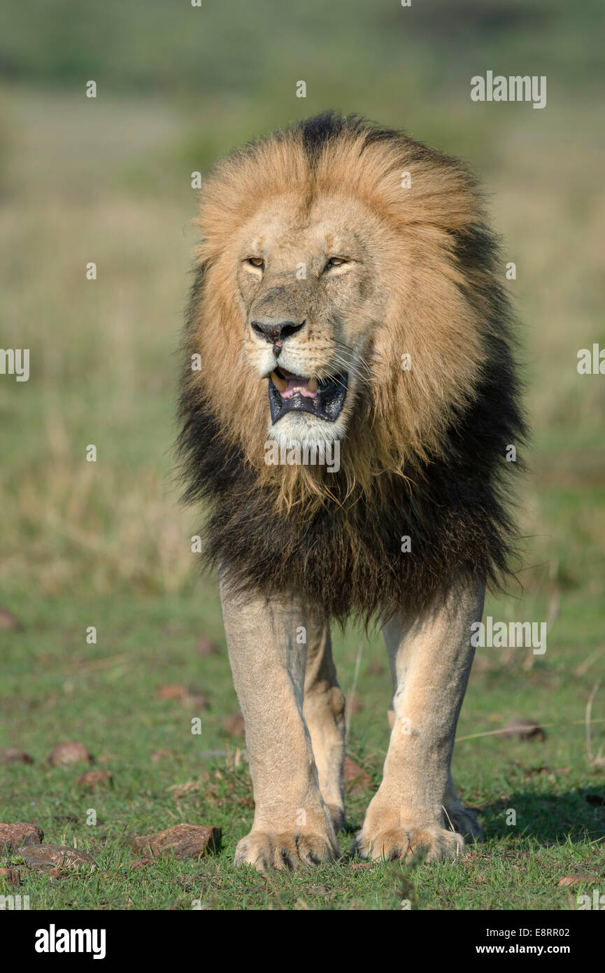 Lion à crinière noire debout face à l'appareil photo Banque D'Images