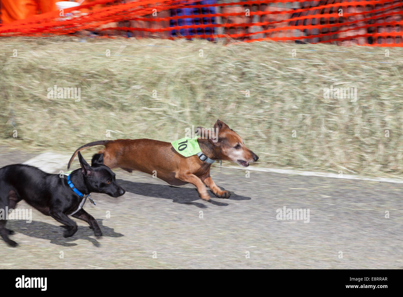 Wiener dog race à jours Daly à Hamilton -Ravalli Comté, Montana, USA Banque D'Images