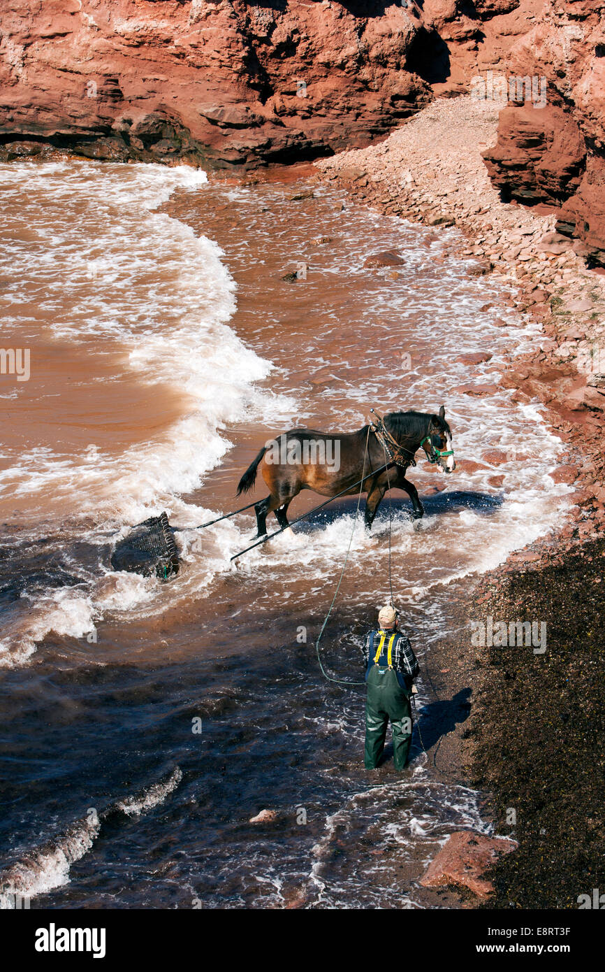 La récolte de la mousse d'Irlande sur Cap Nord - Prince Edward Island, Canada Banque D'Images