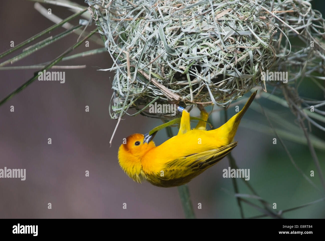 Le bâtiment du Taveta Golden Weaver (Ploceus castaneiceps) niche dans un arbre Banque D'Images