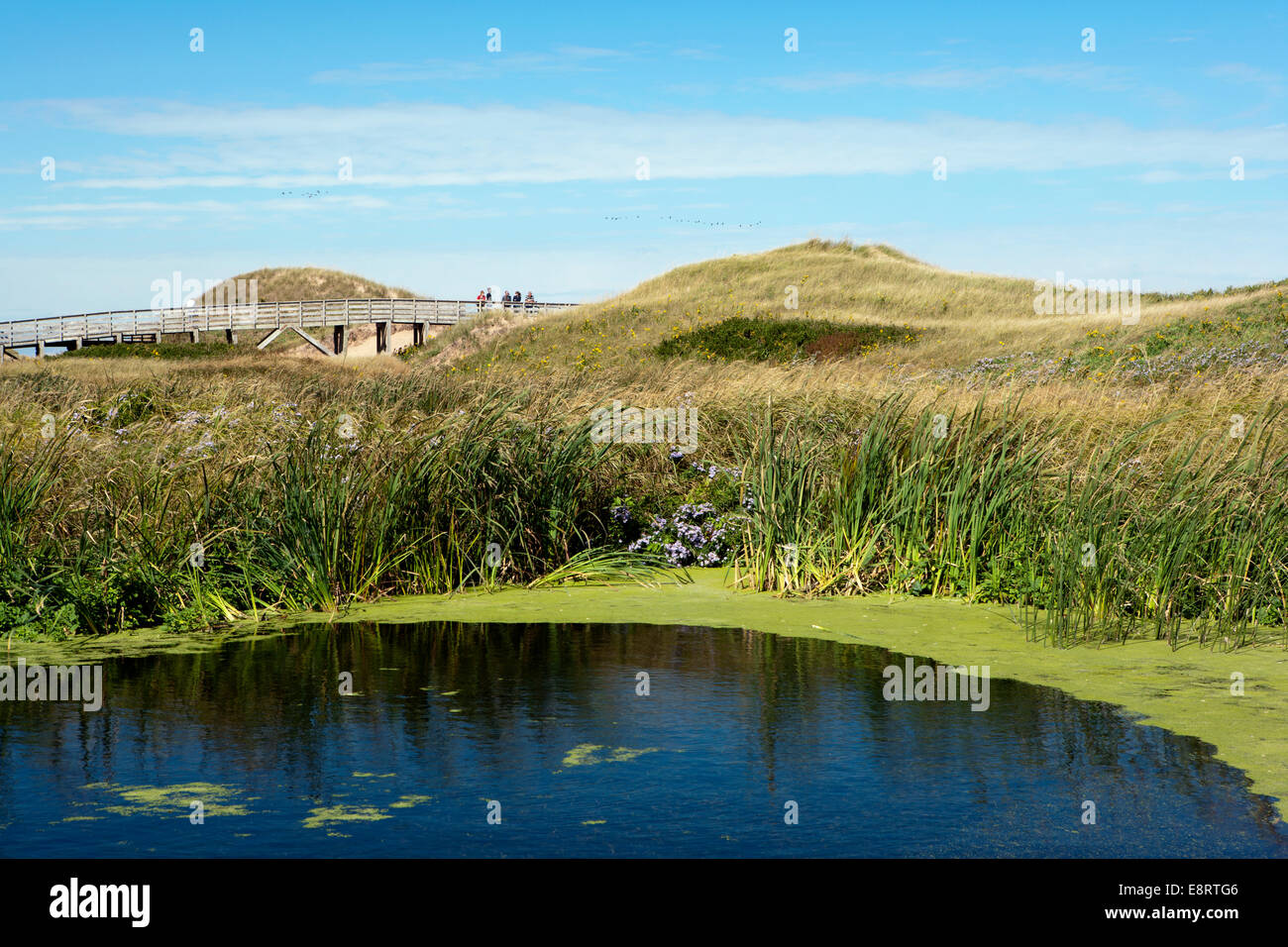 Dunes de Cavendish - Prince Edward Island National Park - Prince Edward Island, Canada Banque D'Images