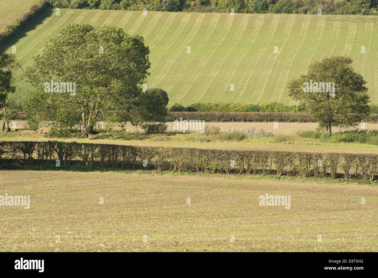 Les grandes cultures sur des North Downs fertile colline calcaire récolte de céréales fraîchement semées avec contrastant avec couper les haies Banque D'Images