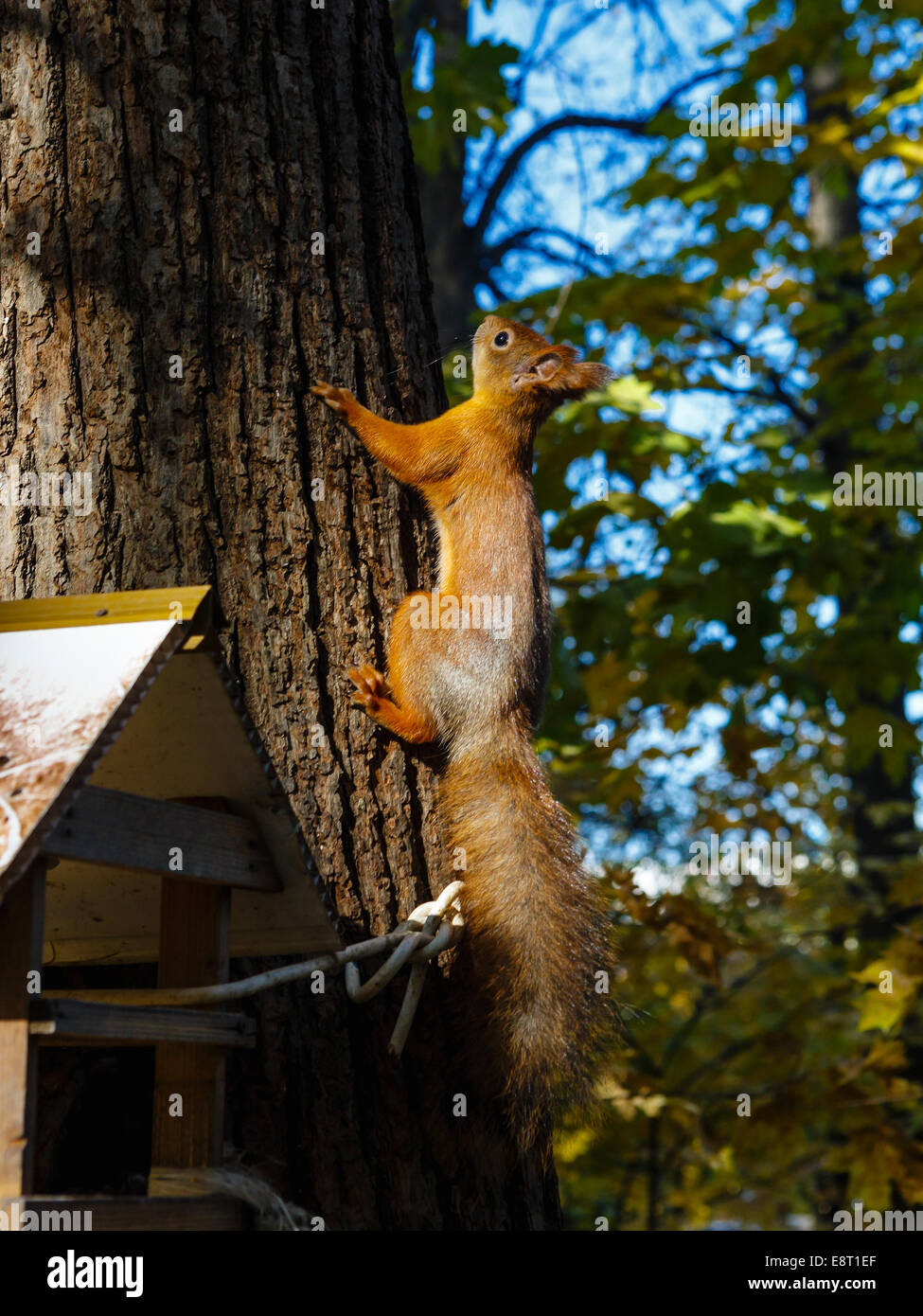 L'écureuil roux escalade un arbre dans le parc Banque D'Images