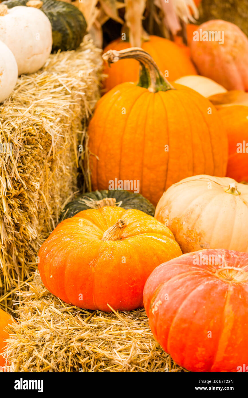 Citrouille par beau jour d'automne. Banque D'Images