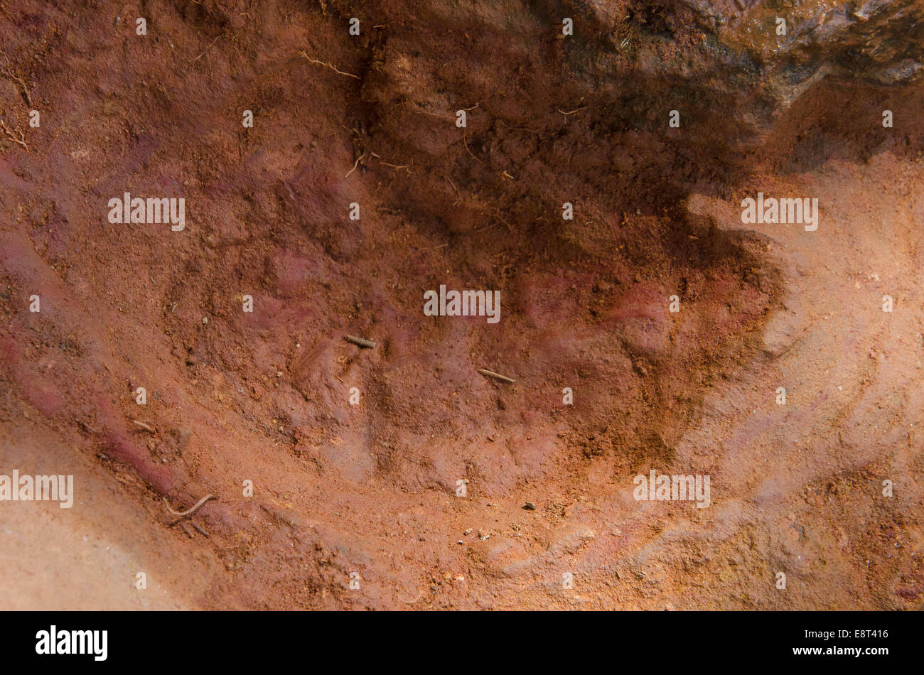 Des empreintes fossilisées sur le campus Goddard de la NASA indiquent que deux nodosaures ont parcouru la région il y a 110 à 112 millions d'années. Une série de pistes montre un juvénile qui suit peut-être un adulte, fournissant un aperçu du comportement et des espèces de dinosaures. Banque D'Images