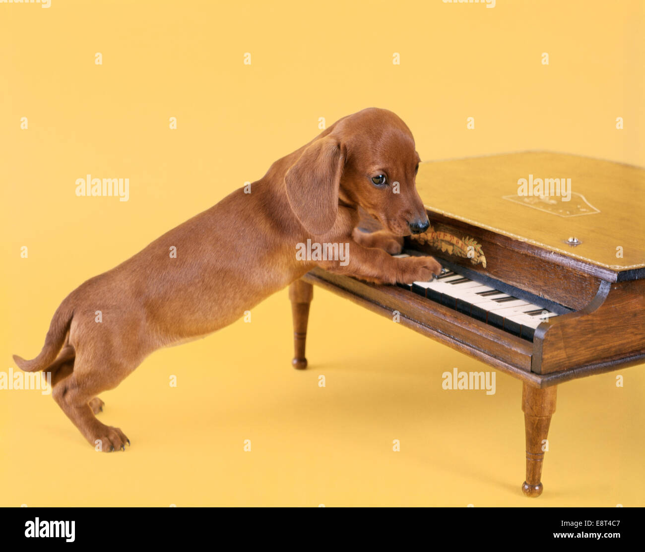 1960 DACHSHUND PUPPY PLAYING PIANO JOUET SUR TRANSPARENT JAUNE Banque D'Images