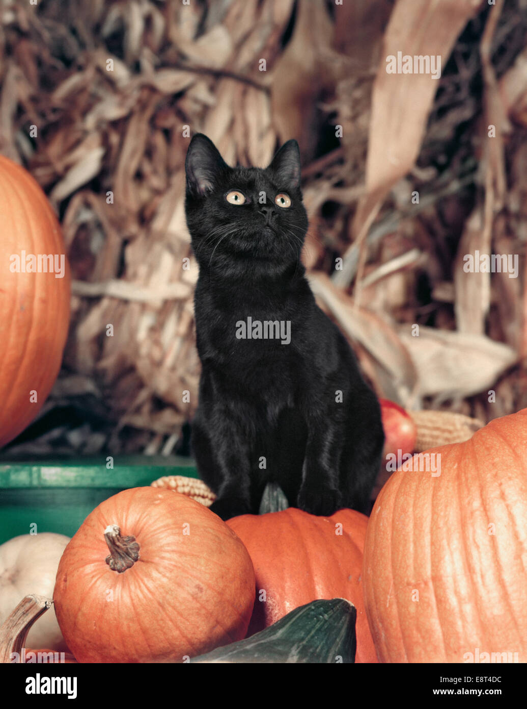 1950 GRANDE-eyed BLACK CAT KITTEN LOOKING UP ASSIS SUR TAS de citrouilles Banque D'Images