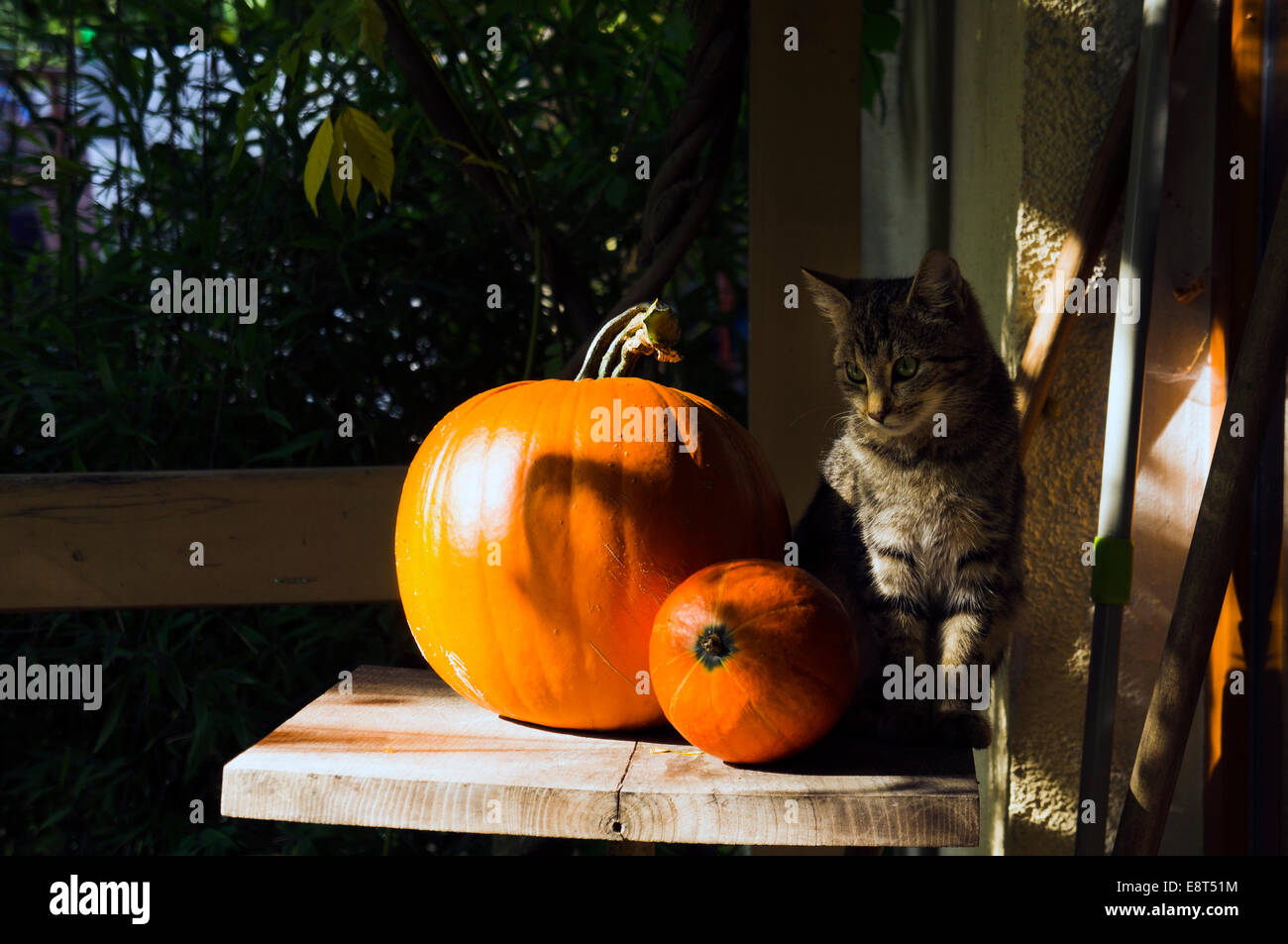 Valenciano Lumina Hokkaido Citrouille Cucurbia Maxima Orange Jeune Chat Le 12 Octobre 14 Ctk Photo Libor Sojka Photo Stock Alamy