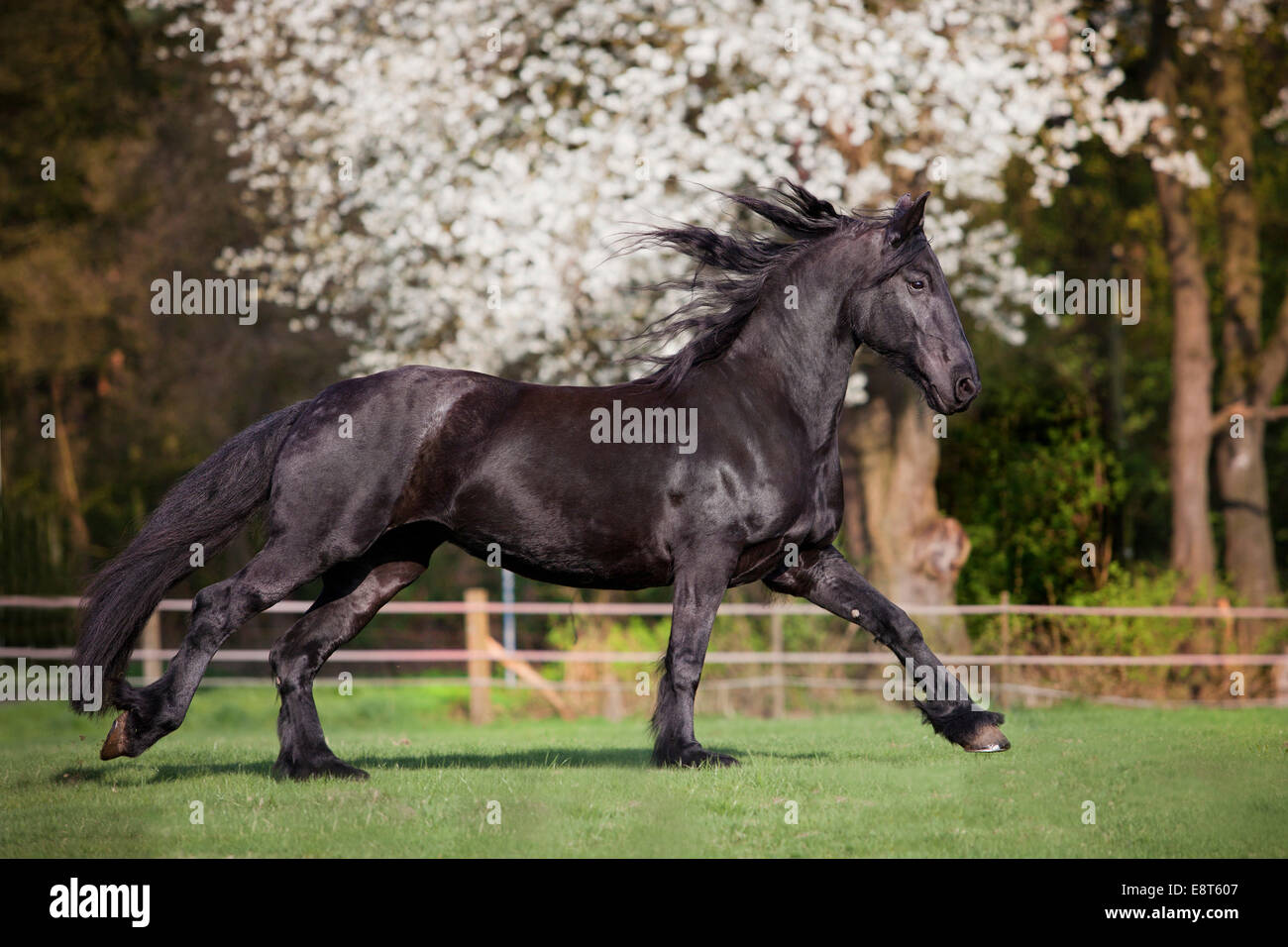 Frison, cheval noir, mare dans l'enclos galopante au printemps Banque D'Images Frison, cheval noir, mare dans l'enclos galopante au printemps Banque D'Images