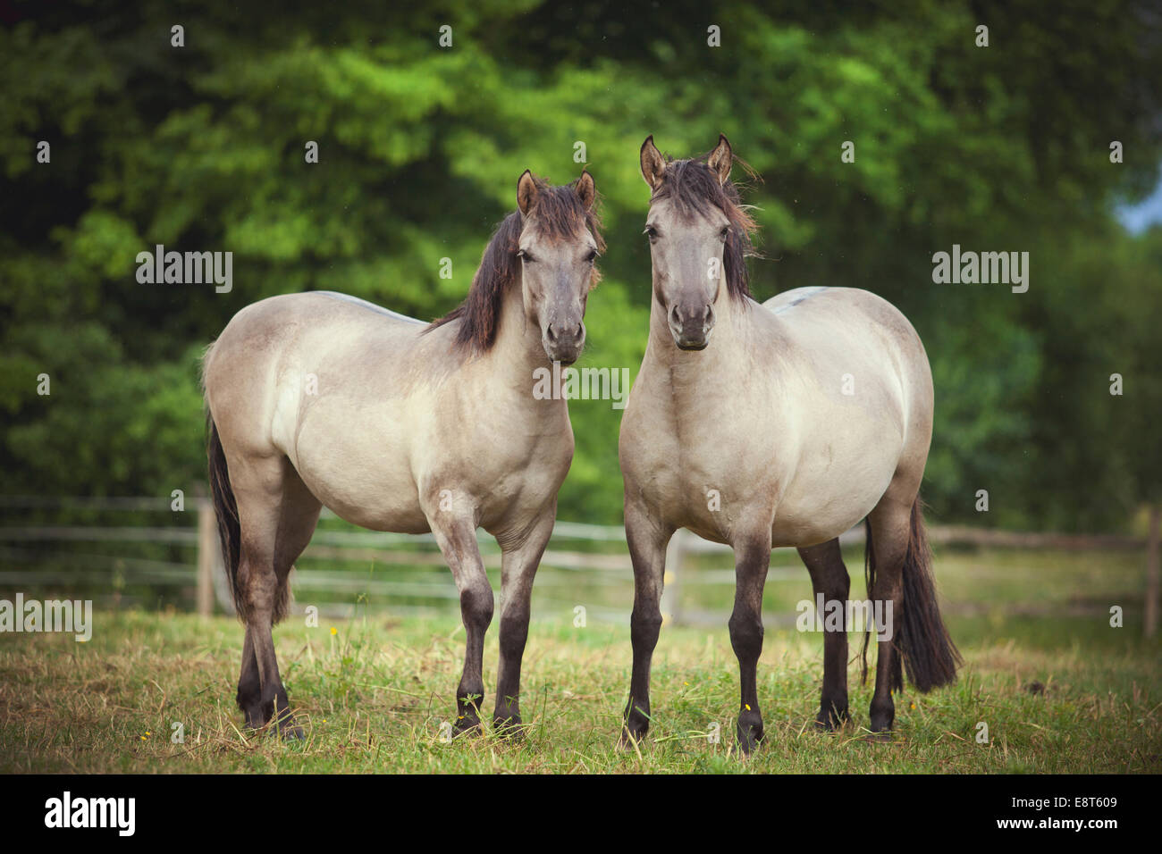 Deux juments, Konik Polonais ou les chevaux sauvages Banque D'Images