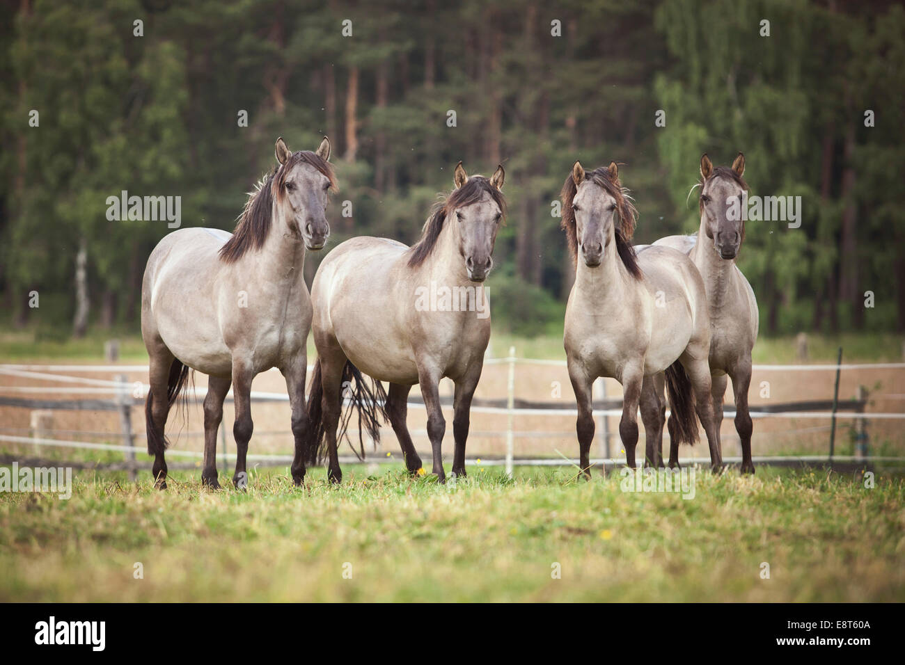 Troupeau de juments, Konik Polonais ou les chevaux sauvages Banque D'Images