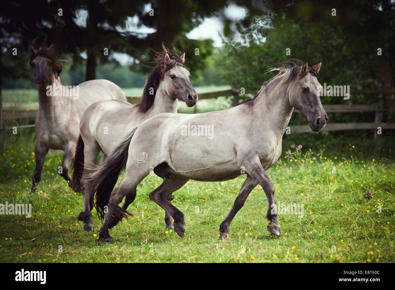 Deux juments, Konik Polonais ou les chevaux sauvages Banque D'Images Deux juments, Konik Polonais ou les chevaux sauvages Banque D'Images