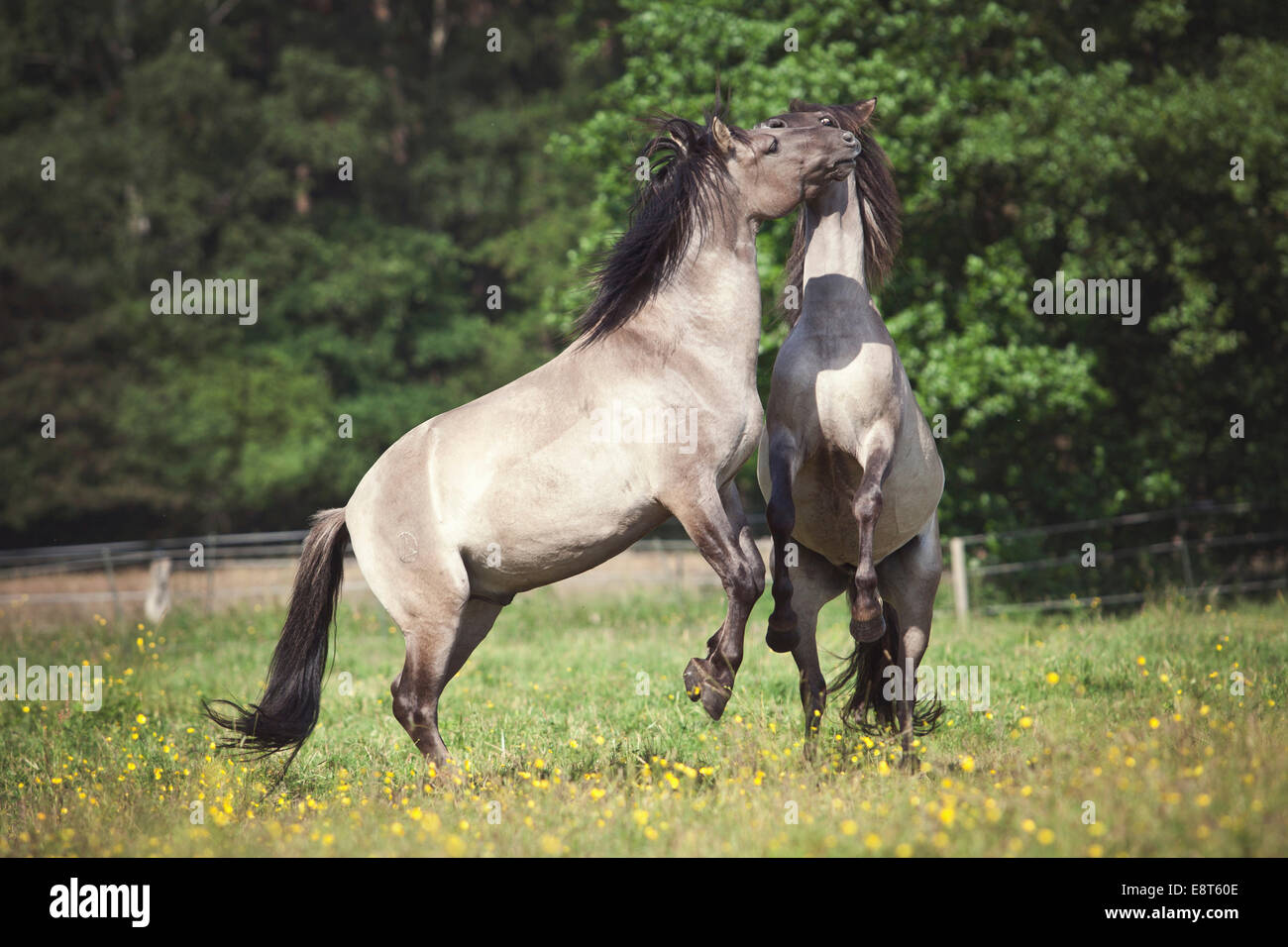 Les jeunes étalons, Konik Polonais ou les chevaux sauvages Banque D'Images