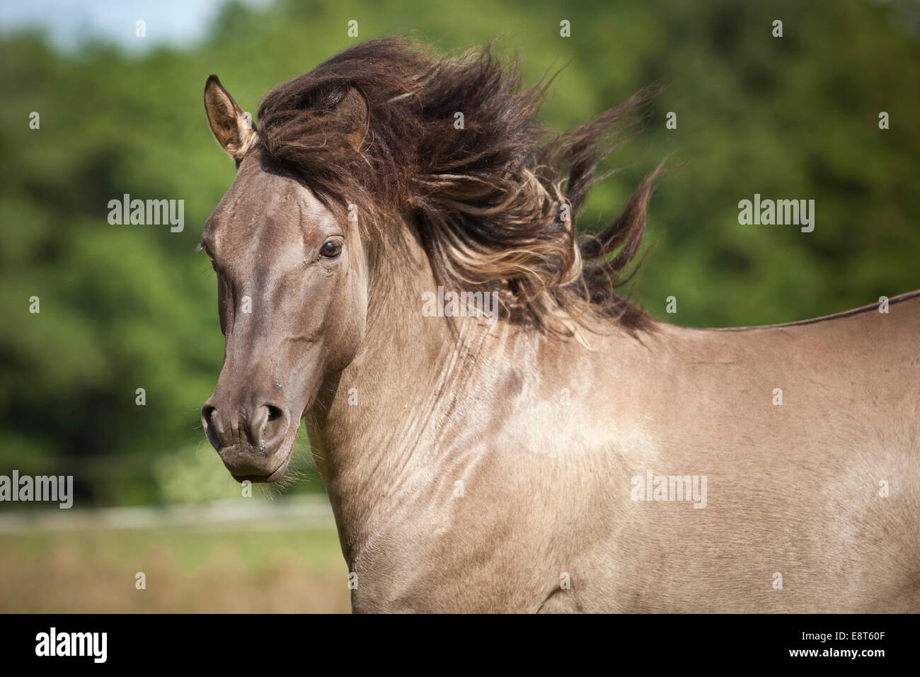 Stallion, Konik polonais ou Wild horse, portrait Banque D'Images