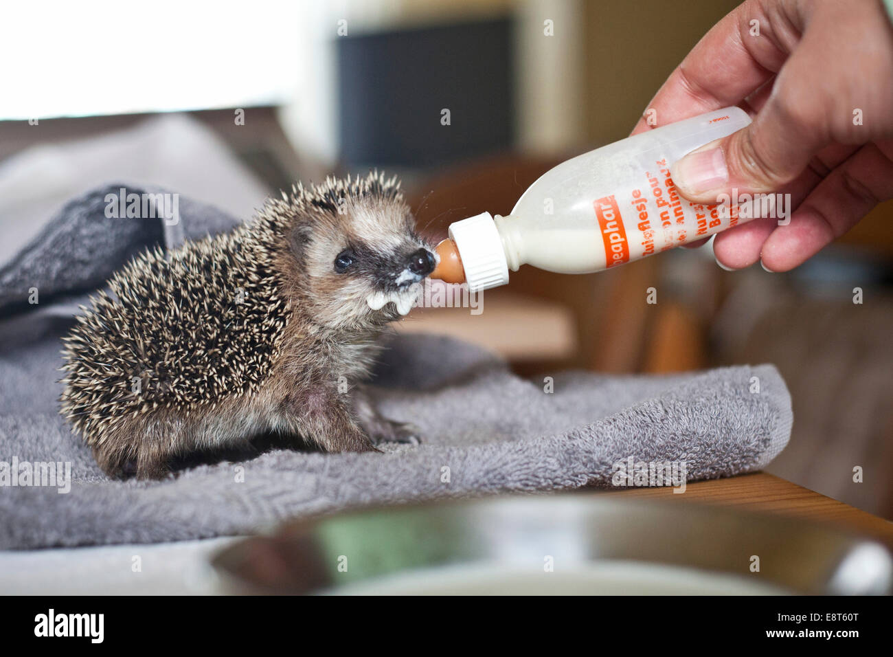 Un hérisson malade Banque de photographies et d’images à haute résolution Alamy