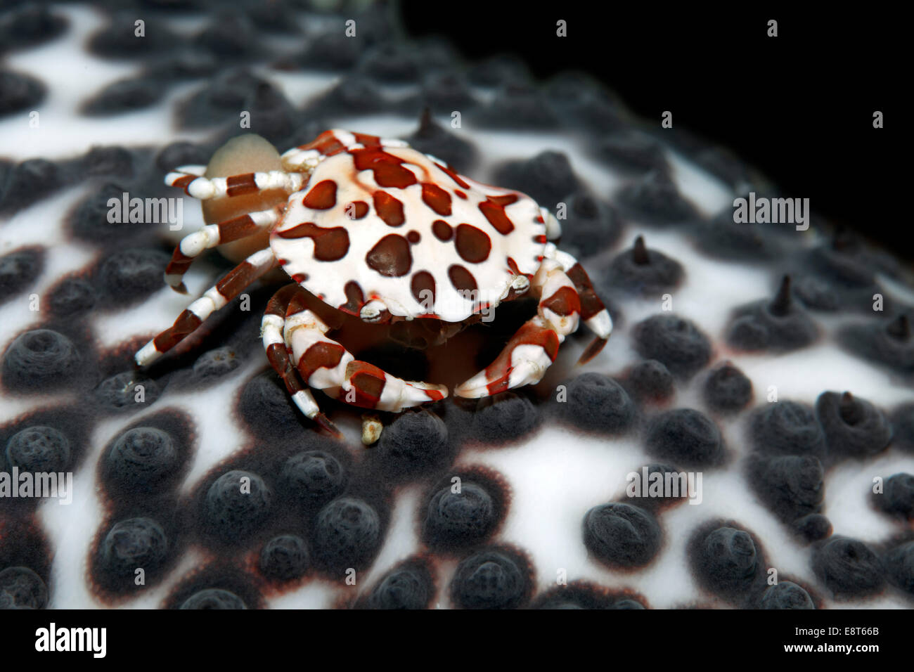 Crabe anémone (Lissocarcinus laevis) transportant ses œufs sur l'abdomen, vivant sur le concombre de mer (Holothuroidea) Banque D'Images