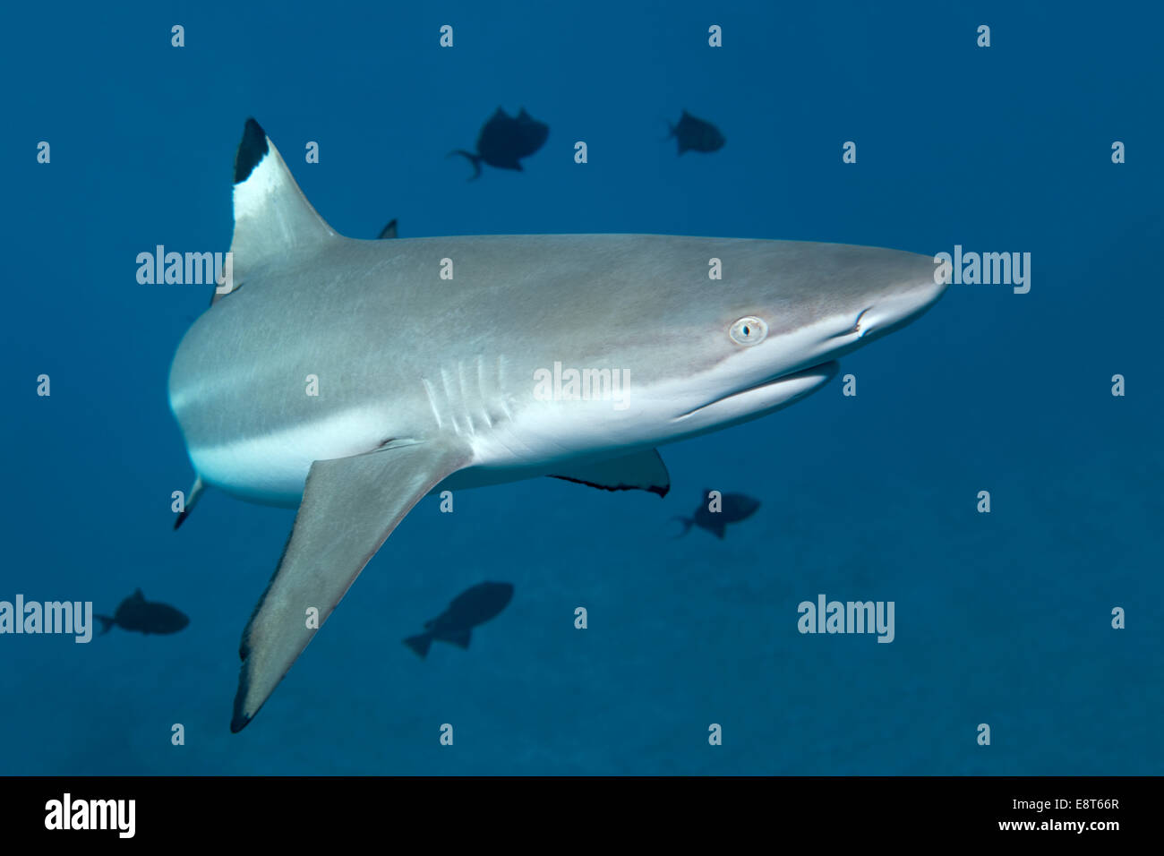 Requin Requin (Carcharhinus melanopterus), avec le Niger à déclencher les poissons (Odonus niger), site du patrimoine mondial de l'UNESCO Banque D'Images