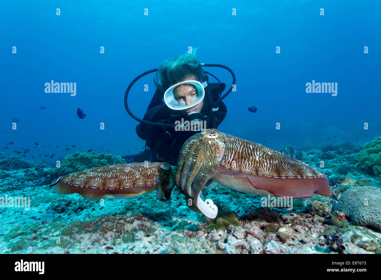 Les plongeurs à la recherche lors d'une paire d'Broadclub Seiches (Sepia latimanus), UNESCO World Heritage Site, Grande Barrière de Corail, Australie Banque D'Images